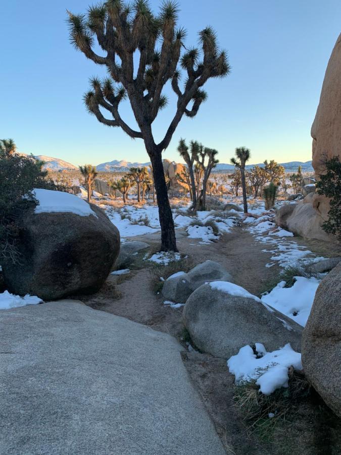 Popular Homestead! Location, Stargaze, Views! Joshua Tree Extérieur photo