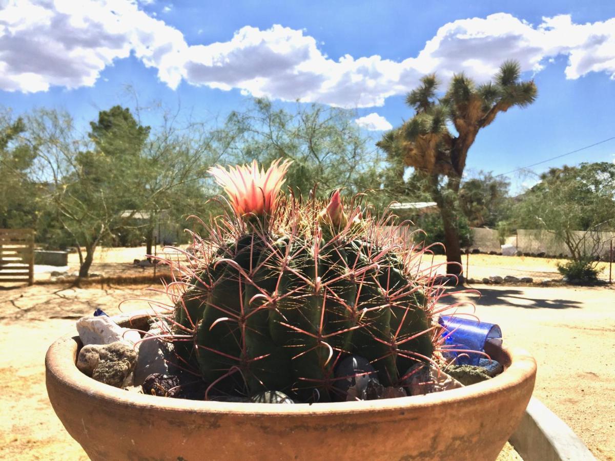 Popular Homestead! Location, Stargaze, Views! Joshua Tree Extérieur photo
