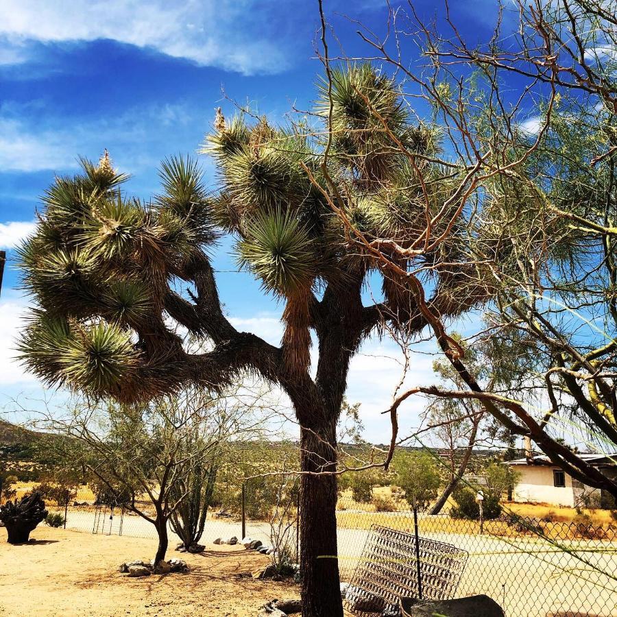 Popular Homestead! Location, Stargaze, Views! Joshua Tree Extérieur photo